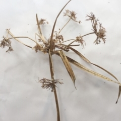 Cyperus eragrostis (Umbrella Sedge) at Yarralumla, ACT - 5 Oct 2018 by ruthkerruish