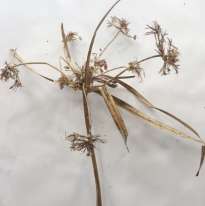 Cyperus eragrostis at Yarralumla, ACT - 5 Oct 2018