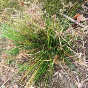 Cyperus eragrostis at Yarralumla, ACT - 5 Oct 2018