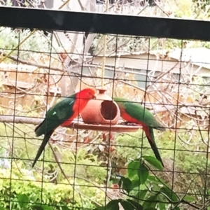 Alisterus scapularis at Hughes, ACT - 9 Oct 2018