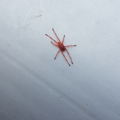 Rainbowia sp. (genus) (A mite) at Charnwood, ACT - 9 Oct 2018 by Kyra