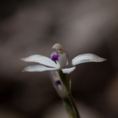 Caladenia ustulata (Brown Caps) at Yass River, NSW - 2 Oct 2018 by SallyandPeter