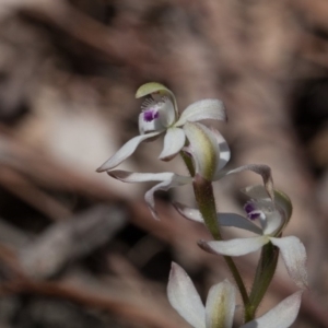 Caladenia ustulata at Yass River, NSW - suppressed