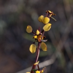 Diuris pardina (Leopard Doubletail) at Murrumbateman, NSW - 9 Oct 2018 by SallyandPeter