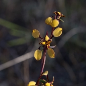 Diuris pardina at Murrumbateman, NSW - 9 Oct 2018