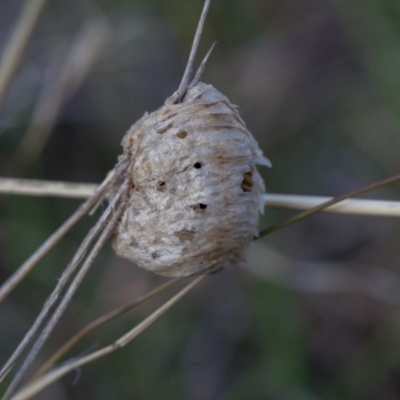 Mantidae (family) (Egg case of praying mantis) at Murrumbateman, NSW - 9 Oct 2018 by SallyandPeter