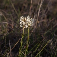 Stackhousia monogyna (Creamy Candles) at Murrumbateman, NSW - 9 Oct 2018 by SallyandPeter