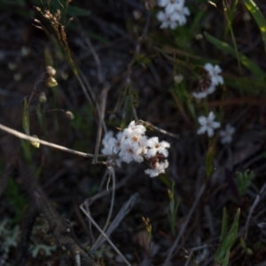 Leucopogon virgatus at Murrumbateman, NSW - 9 Oct 2018