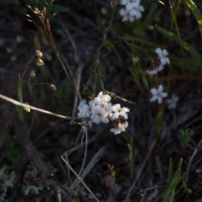 Leucopogon virgatus (Common Beard-heath) at Murrumbateman, NSW - 9 Oct 2018 by SallyandPeter