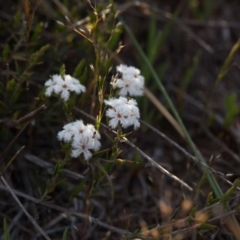 Leucopogon virgatus at Murrumbateman, NSW - 9 Oct 2018