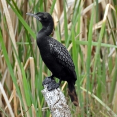 Phalacrocorax sulcirostris (Little Black Cormorant) at Jerrabomberra Wetlands - 9 Oct 2018 by RodDeb