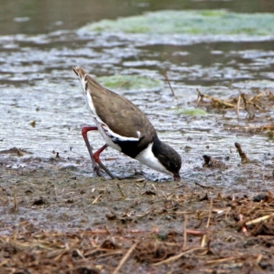 Erythrogonys cinctus (Red-kneed Dotterel) at Jerrabomberra Wetlands - 9 Oct 2018 by RodDeb