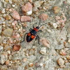 Dindymus versicolor (Harlequin Bug) at Fyshwick, ACT - 9 Oct 2018 by RodDeb