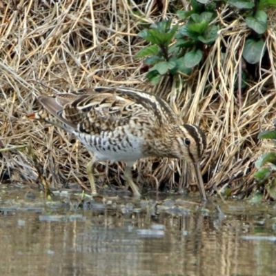 Gallinago hardwickii (Latham's Snipe) at Jerrabomberra Wetlands - 9 Oct 2018 by RodDeb