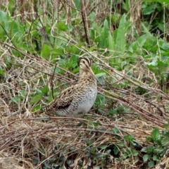 Gallinago hardwickii at Fyshwick, ACT - 9 Oct 2018