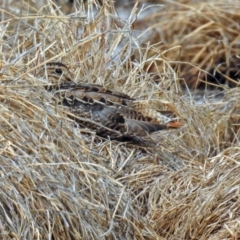 Gallinago hardwickii at Fyshwick, ACT - 9 Oct 2018