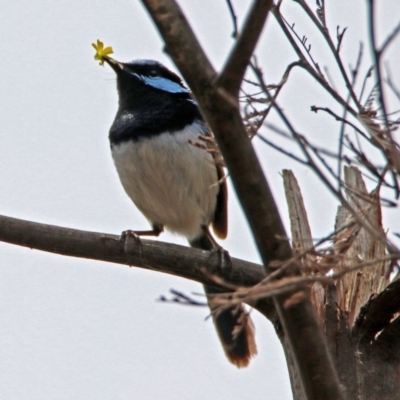 Malurus cyaneus (Superb Fairywren) at Fyshwick, ACT - 9 Oct 2018 by RodDeb