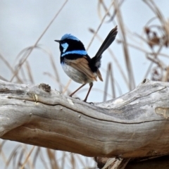 Malurus cyaneus at Fyshwick, ACT - 9 Oct 2018