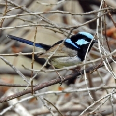 Malurus cyaneus at Fyshwick, ACT - 9 Oct 2018