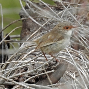 Malurus cyaneus at Fyshwick, ACT - 9 Oct 2018