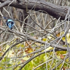 Malurus cyaneus at Fyshwick, ACT - 9 Oct 2018