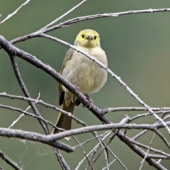 Ptilotula penicillata (White-plumed Honeyeater) at Fyshwick, ACT - 9 Oct 2018 by RodDeb