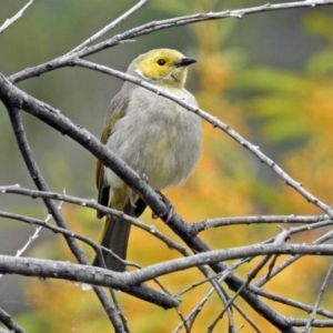 Ptilotula penicillata at Fyshwick, ACT - 9 Oct 2018