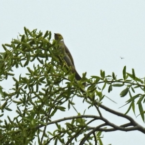 Ptilotula penicillata at Fyshwick, ACT - 9 Oct 2018