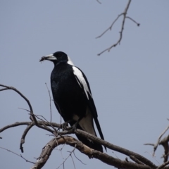 Gymnorhina tibicen (Australian Magpie) at O'Malley, ACT - 9 Oct 2018 by Mike