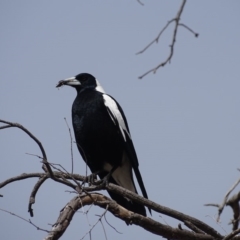 Gymnorhina tibicen (Australian Magpie) at Mount Mugga Mugga - 9 Oct 2018 by Mike