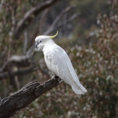 Cacatua galerita (Sulphur-crested Cockatoo) at O'Malley, ACT - 9 Oct 2018 by Mike