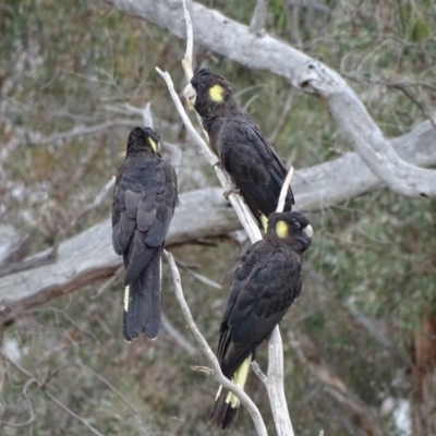 Zanda funerea (Yellow-tailed Black-Cockatoo) at O'Malley, ACT - 9 Oct 2018 by Mike