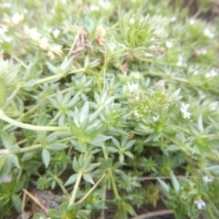 Sherardia arvensis (Field Madder) at Amaroo, ACT - 9 Oct 2018 by MichaelMulvaney