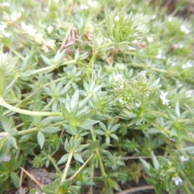 Sherardia arvensis (Field Madder) at Amaroo, ACT - 9 Oct 2018 by MichaelMulvaney