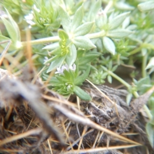 Sherardia arvensis at Amaroo, ACT - 9 Oct 2018