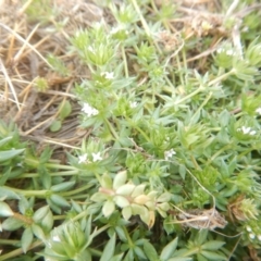 Sherardia arvensis at Amaroo, ACT - 9 Oct 2018