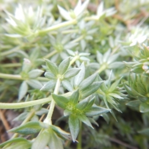 Sherardia arvensis at Amaroo, ACT - 9 Oct 2018