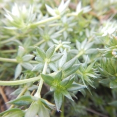 Sherardia arvensis at Amaroo, ACT - 9 Oct 2018