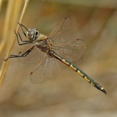 Hemicordulia tau (Tau Emerald) at Fyshwick, ACT - 9 Oct 2018 by RodDeb