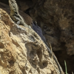 Intellagama lesueurii howittii at Burra, NSW - 9 Oct 2018 12:15 PM