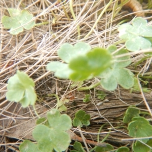 Hydrocotyle sibthorpioides at Amaroo, ACT - 9 Oct 2018