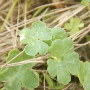 Hydrocotyle sibthorpioides at Amaroo, ACT - 9 Oct 2018