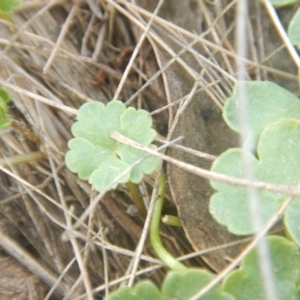 Hydrocotyle sibthorpioides at Amaroo, ACT - 9 Oct 2018