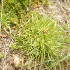 Isoetopsis graminifolia at Amaroo, ACT - 9 Oct 2018