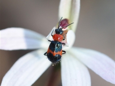 Dicranolaius cinctus (Notched-leg Red & Blue Flower Beetle) at Hackett, ACT - 7 Oct 2018 by David
