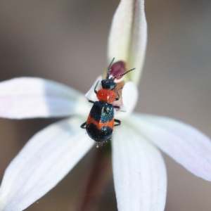 Dicranolaius bellulus at Hackett, ACT - 7 Oct 2018