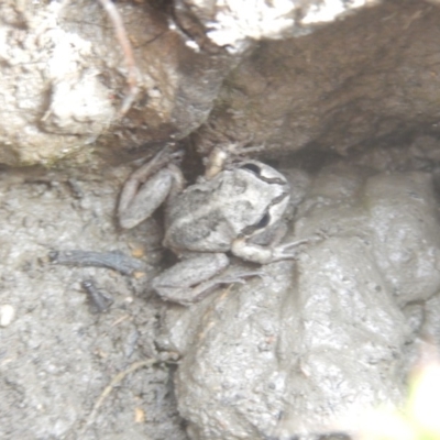 Litoria verreauxii verreauxii (Whistling Tree-frog) at Amaroo, ACT - 9 Oct 2018 by MichaelMulvaney