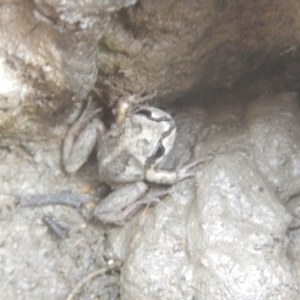 Litoria verreauxii verreauxii at Amaroo, ACT - 9 Oct 2018 10:06 AM