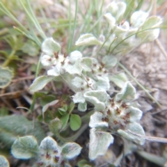 Stuartina muelleri (Spoon Cudweed) at Amaroo, ACT - 9 Oct 2018 by MichaelMulvaney