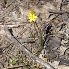 Bulbine bulbosa (Golden Lily) at Kambah, ACT - 7 Oct 2018 by MatthewFrawley